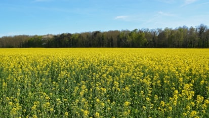 campo amarelo