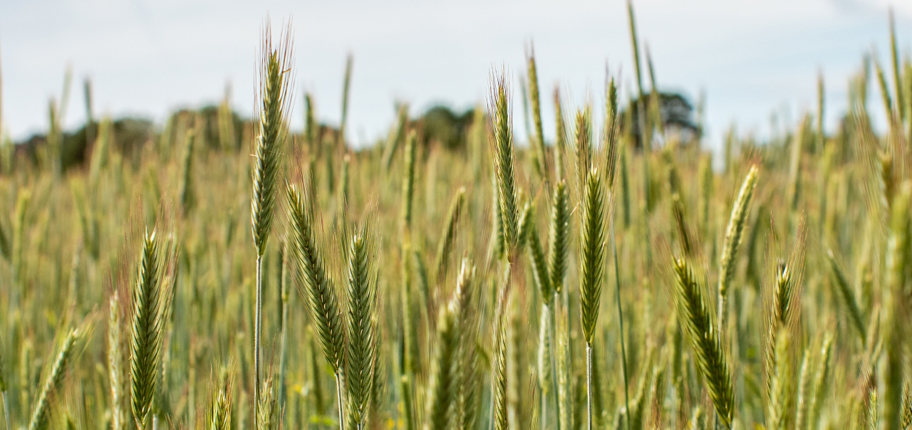 Soluções de EOSDA Crop Monitoring para a Copacol Cooperativa