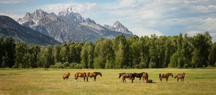 Animal pasture with 0 yield