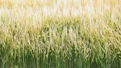 culturas de trigo