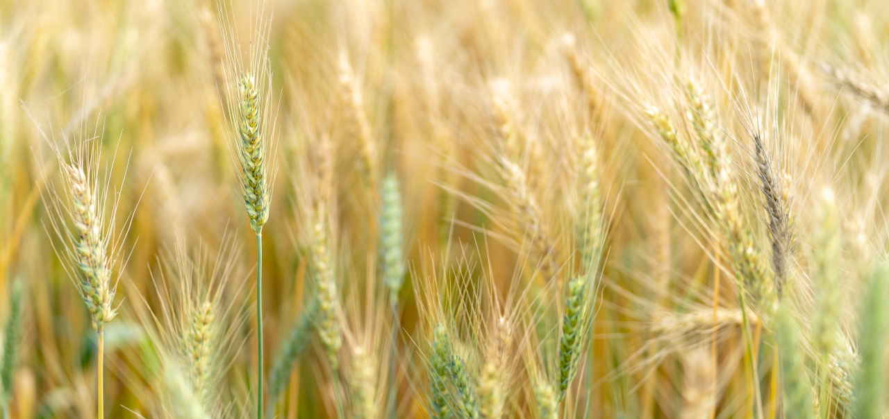 Soluções de EOSDA Crop Monitoring para a Integrada Cooperativa