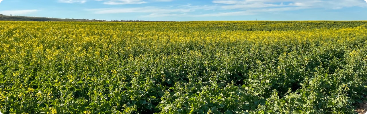 campo enorme com flores amarelas