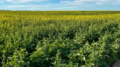 campo enorme com flores amarelas