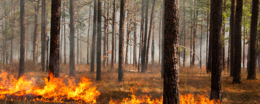 Prescribed Burn: How To Do Controlled Fires Safely