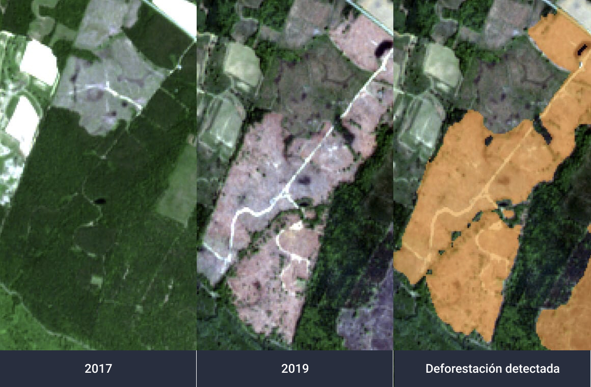 superficie forestal antes y después de la deforestación