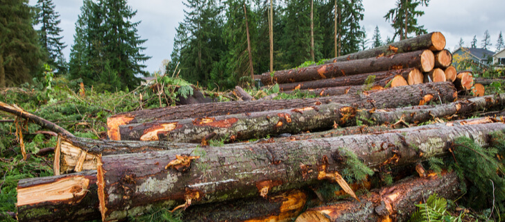 Selective Logging: Pros, Cons, And Implementation Methods