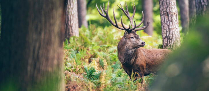 https://eos.com/wp-content/uploads/2022/08/red-deer-standing-in-forest.jpg