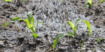 Soil Moisture: How To Measure & Monitor Its Level