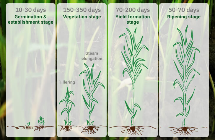 Benign elefant kokain How To Grow Sugar Cane: Planting And Optimum Conditions