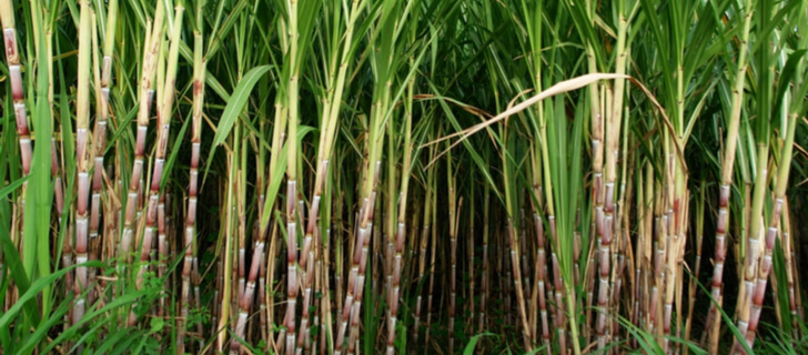 Benign elefant kokain How To Grow Sugar Cane: Planting And Optimum Conditions