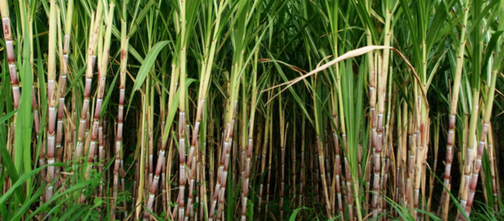 How To Grow Sugar Cane: Planting And Optimum Conditions