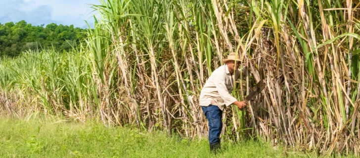 How To Grow Sugar Cane: Planting And Optimum Conditions