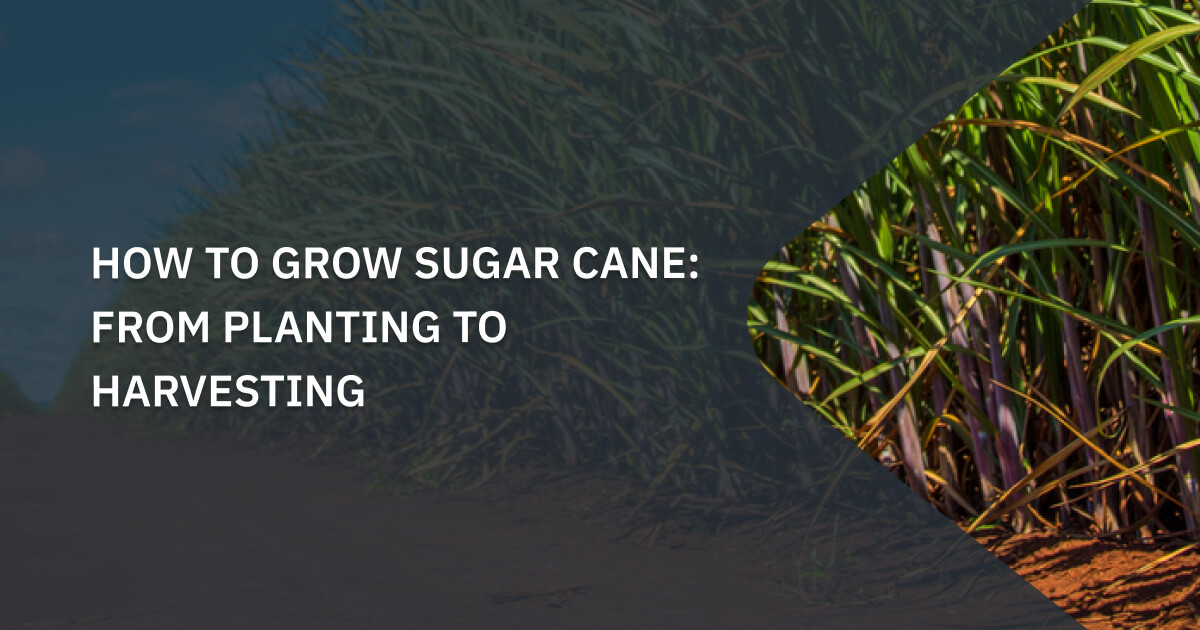 How To Grow Sugar Cane Planting And Optimum Conditions