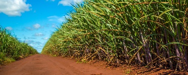 Como Plantar Cana De Açúcar: Do Cultivo à Colheita