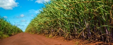 How To Grow Sugar Cane: From Planting To Harvesting