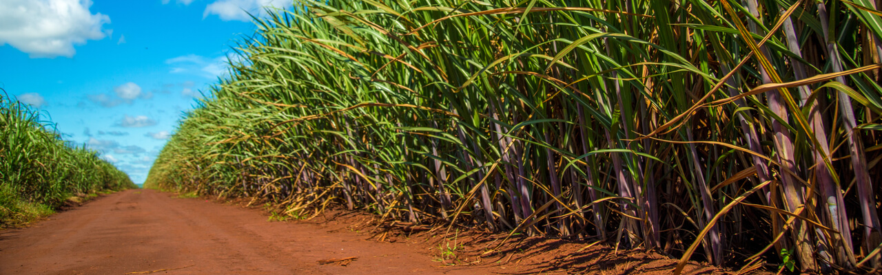 sugar cane field png