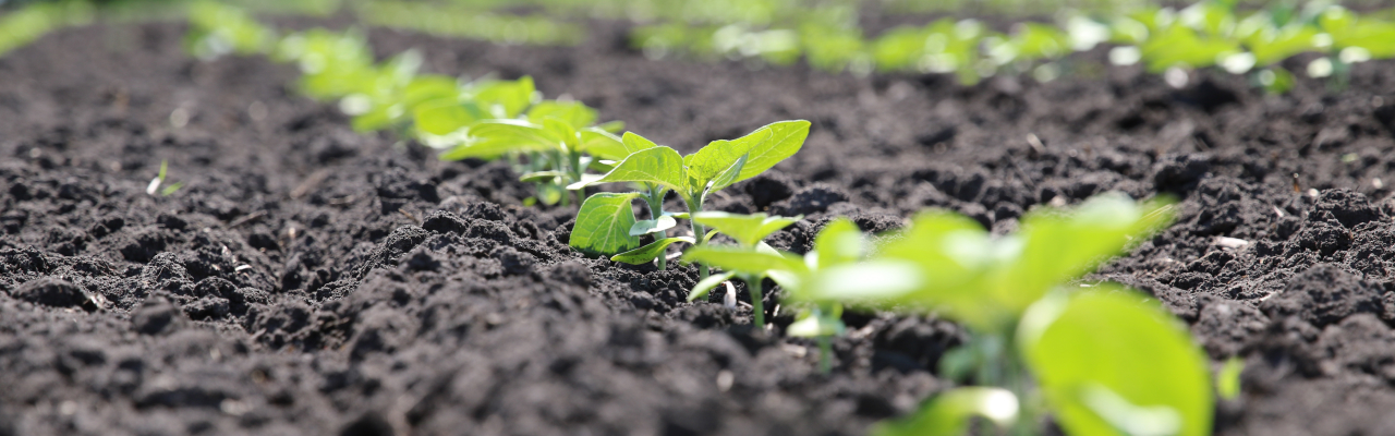 soybean growth stages timeline