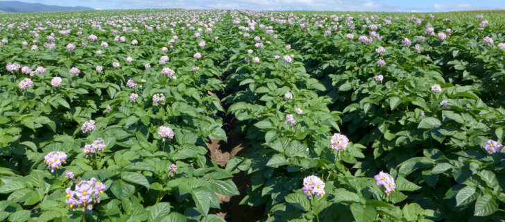 flor de batata tapioca