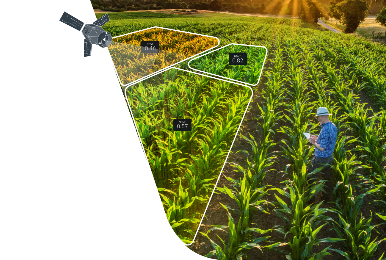 Météo agricole : quelles menaces pour les cultures en avance ?