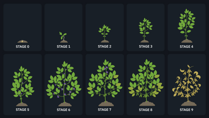 Plant Growth Stages Infographics Royalty Free Vector Image - Ponasa