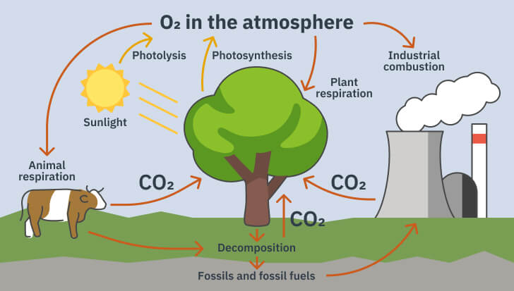 deforestation effects on global warming