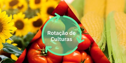 Rotação De Culturas: Objetivo, Técnicas E Vantagens