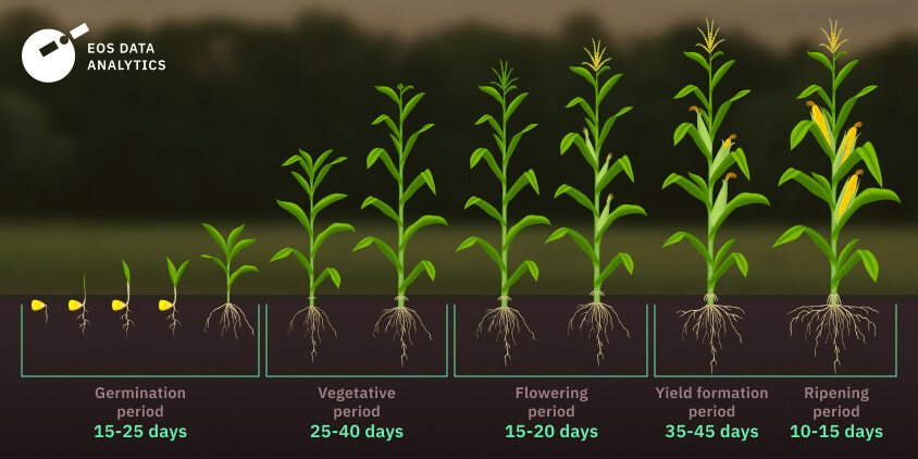 How To Grow Corn: Planting, Growing Conditions, & Harvesting