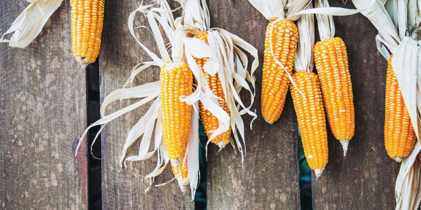 Красивая кукуруза: изображения без лицензионных платежей