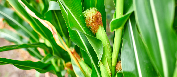 les soies brunes signalent que la pollinisation est terminée. Source : Envato Elements