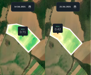 wheat field split view