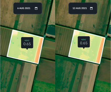 corn field split view