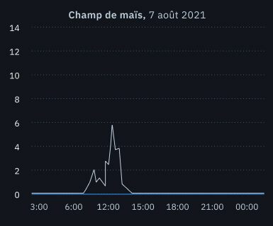 grêle dans un champ de maïs