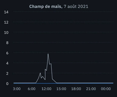 grêle dans un champ de maïs