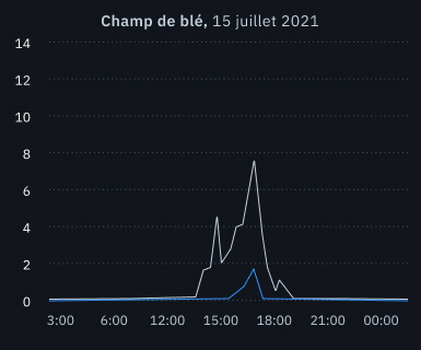 grêle dans un champ de blé