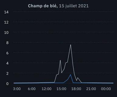 grêle dans un champ de blé