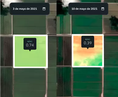 vista dividida de campos de cebada