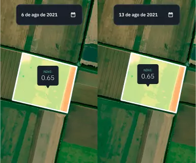 visão dividida do campo de milho