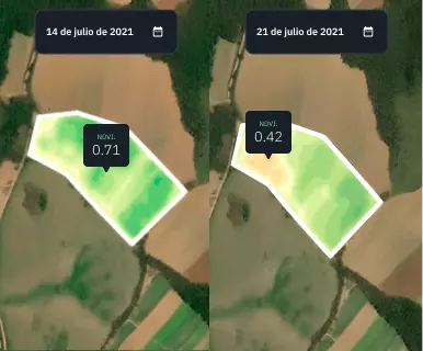 vista dividida de campos de trigo