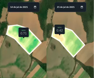 visão dividida do campo de trigo