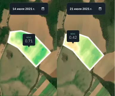 пшеничное поле в режиме сравнения