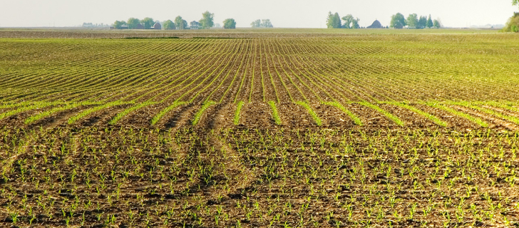 Un paysage printanier typique de l'Iowa. Photo : David Morris