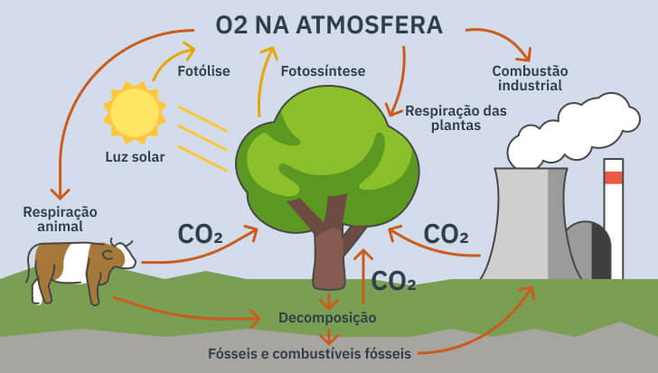 ciclo de oxigênio e dióxido de carbono no processo de desmatamento