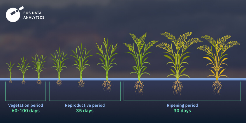 Growing Rice: Sowing, Cultivating, And Harvesting - Biogarden.Asia