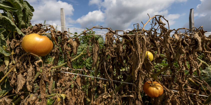 For Crop Harvests, Every Degree of Warming Counts