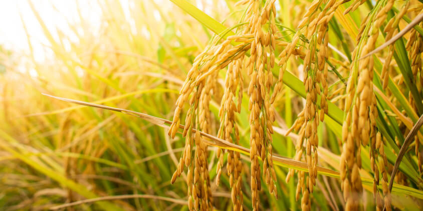 How To Grow Rice: Planting, Care, & Harvesting Practices