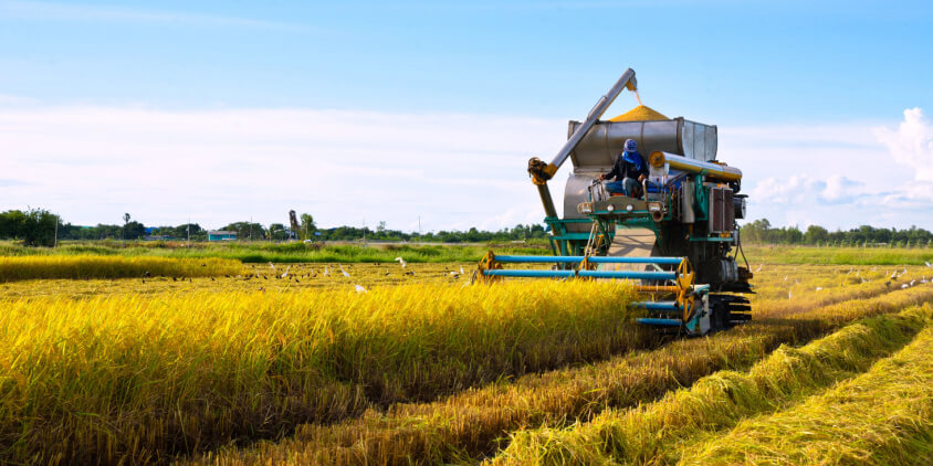 Growing Rice: Sowing, Cultivating, And Harvesting - Biogarden.Asia