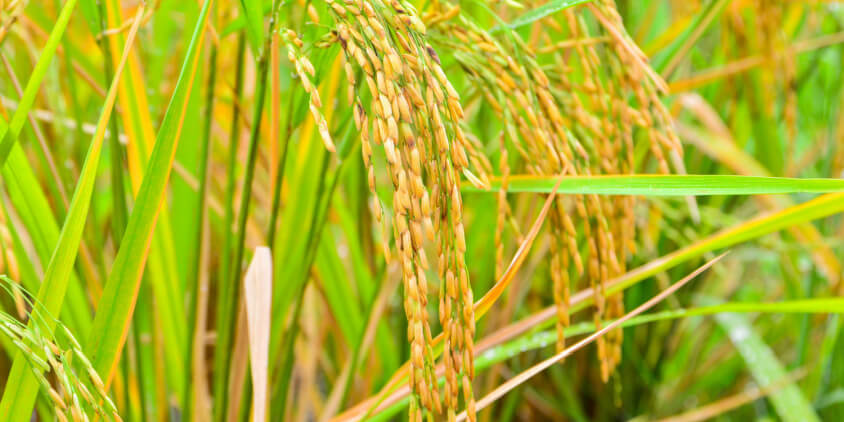 Success is in the air - Rice Farming