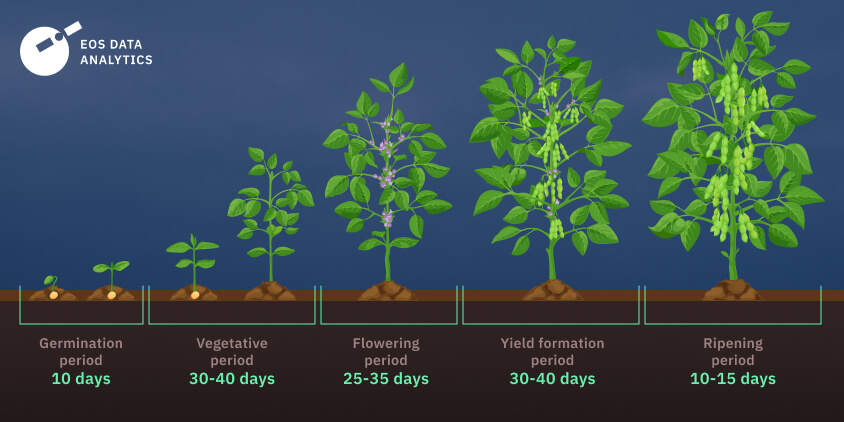 soybean growth timeline