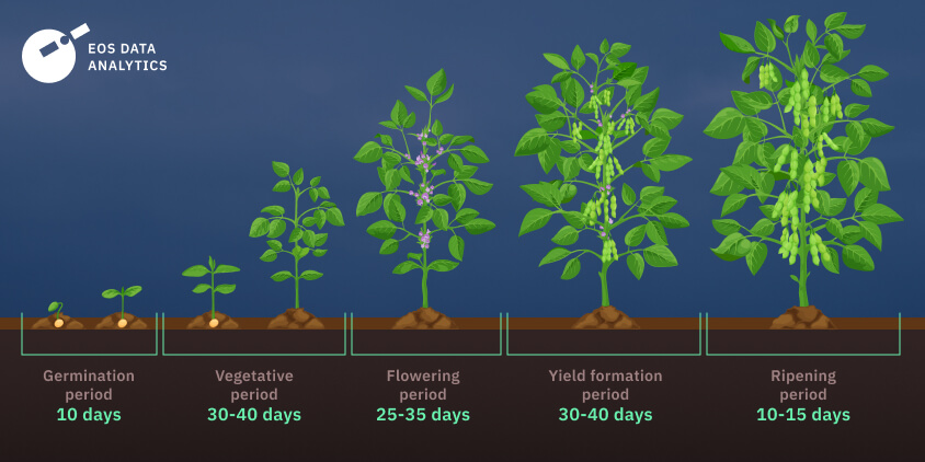 soybean growth stages timeline