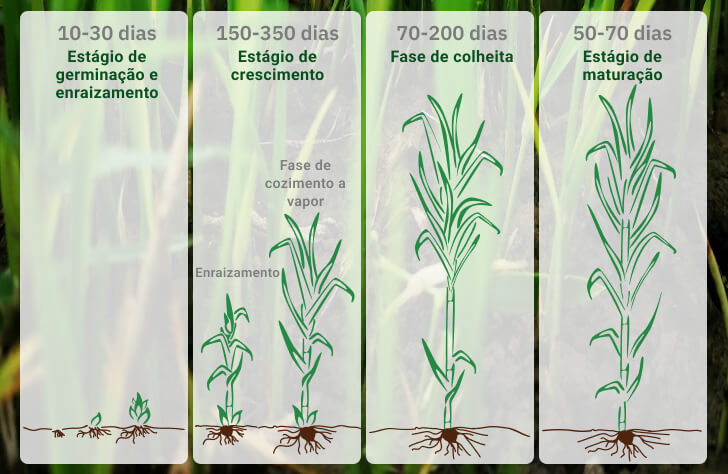 estágios de crescimento da cana de açúcar